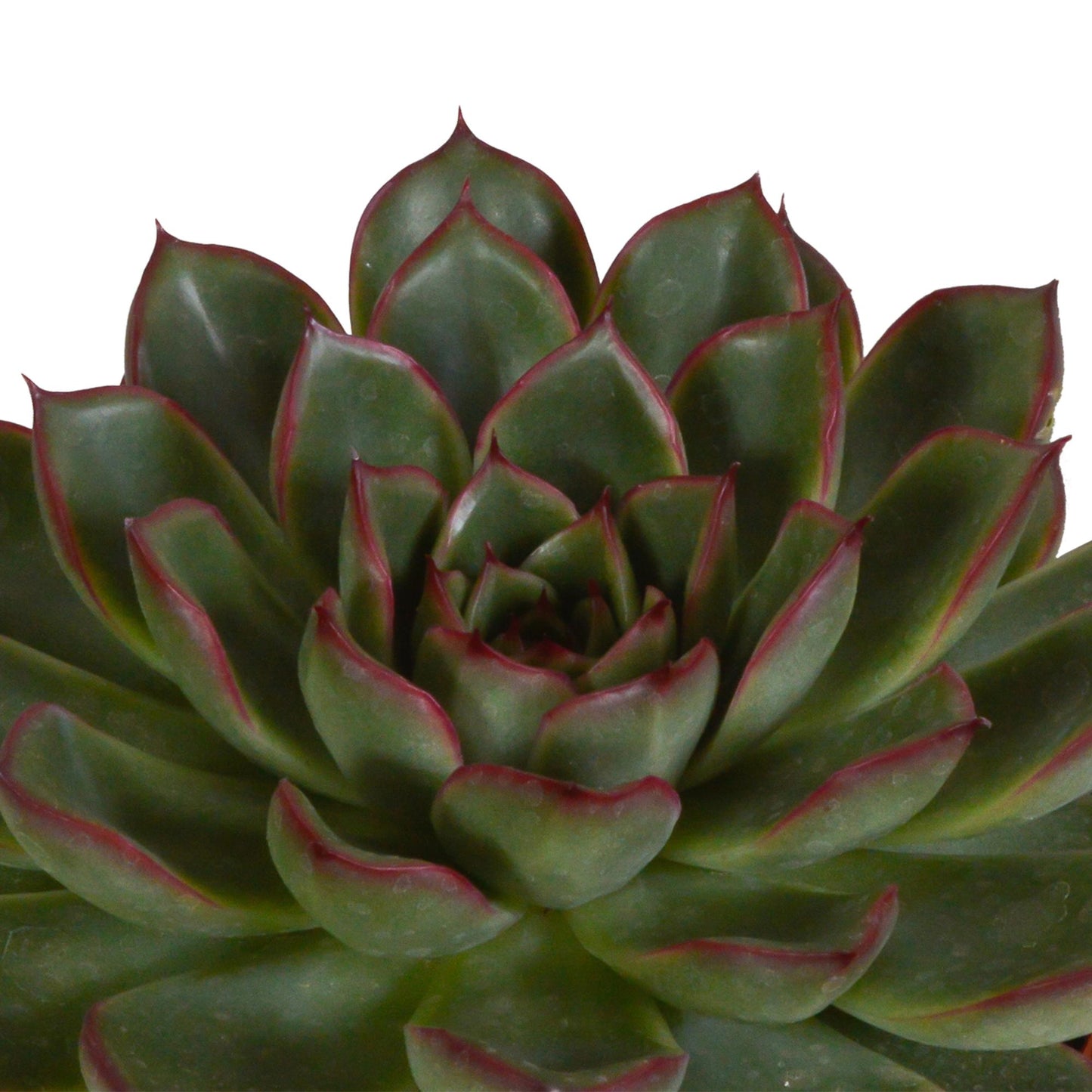 Echeveria-Mix 10,5 cm - 3x - im Mexicanischen Topf