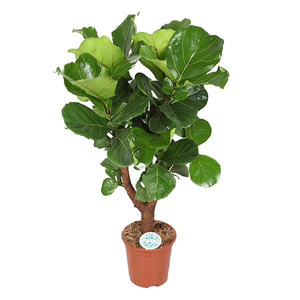 Ficus lyrata (verzweigt) - Ø27cm - ↕140cm