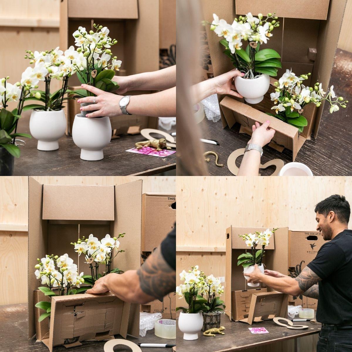 Pflanzenset Home Hub grau klein | Grünpflanzen mit weißer Phalaenopsis-Orchidee in kupferfarbenen Deko-Töpfen und schwarzem Tablett