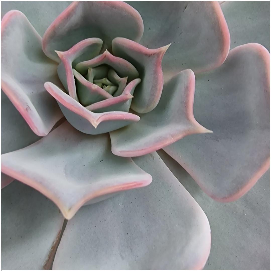 ROOTLESS Succulent Echeveria Lilacina auf Deko Tischstandard Ø20 cm - ↕20 cm