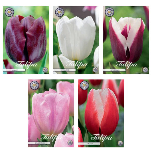 Eleganter Triumph-Tulpen Mix: 41 Zwiebeln, 5 Sorten - Vielfältige Farbenpracht