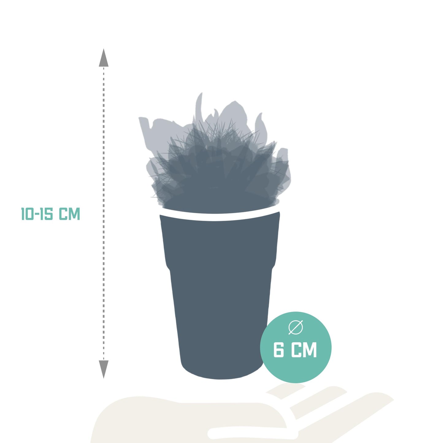 Kakteen und Sukkulenten Mix - 5,5 cm | 15 stück - in Farbiges Plastikglas