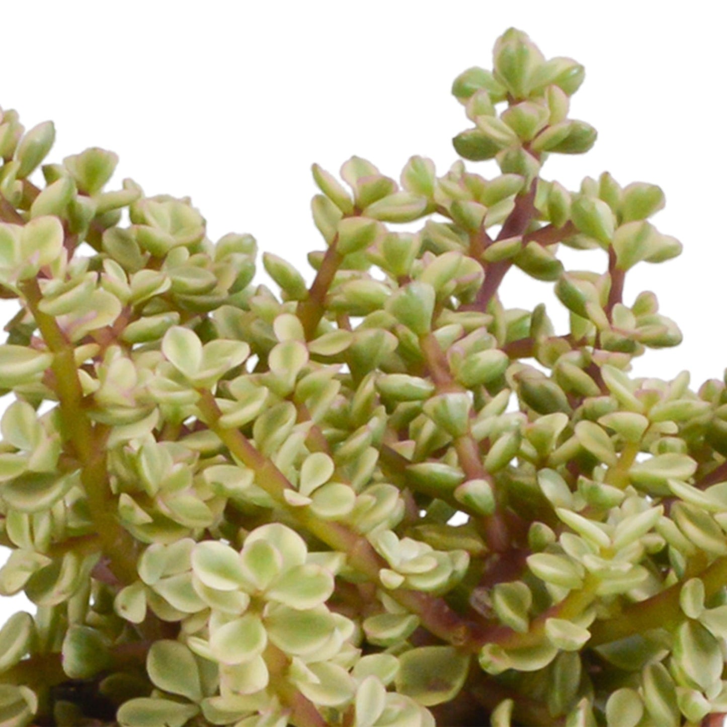 Crassula-Mischung 10,5 cm - 3x - im Mexicanischen Topf