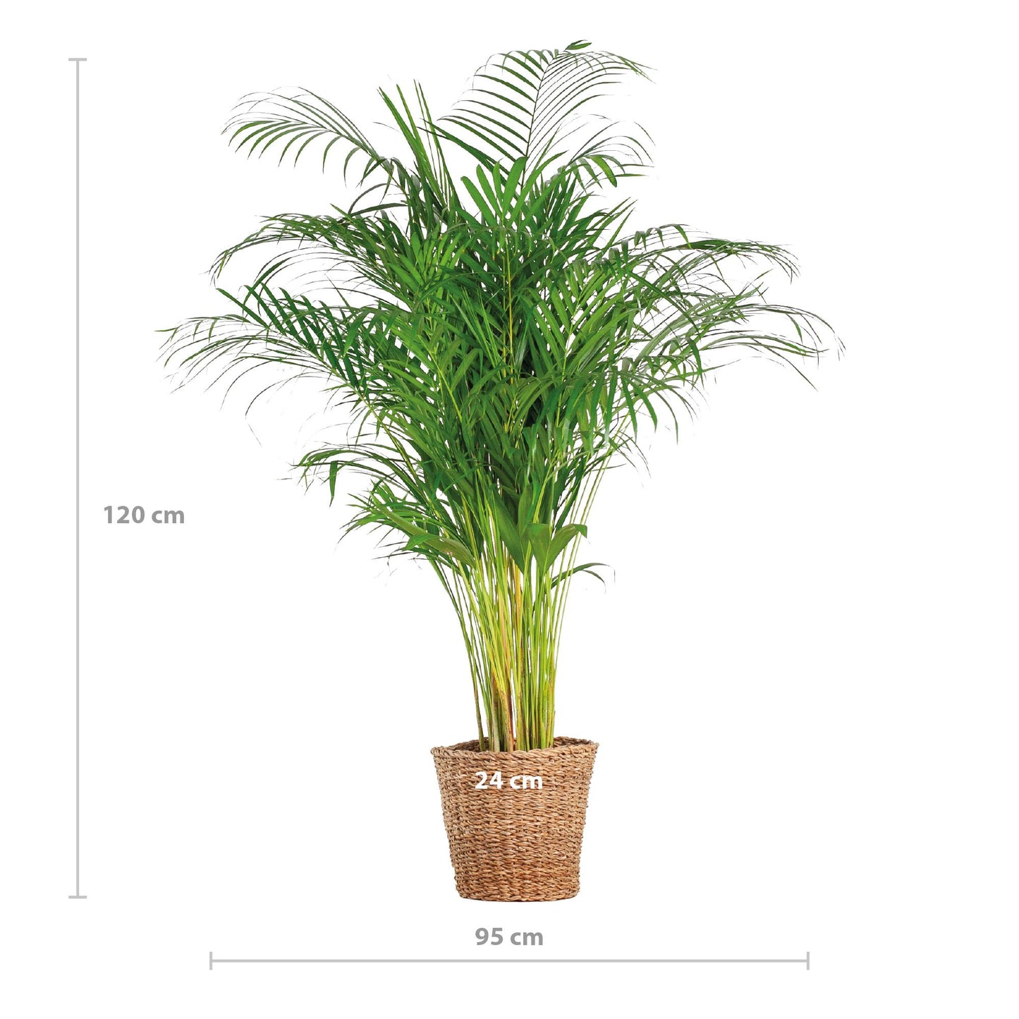 Areca Palm (dypsis) XL mit Korb Torun  - 120cm - Ø24