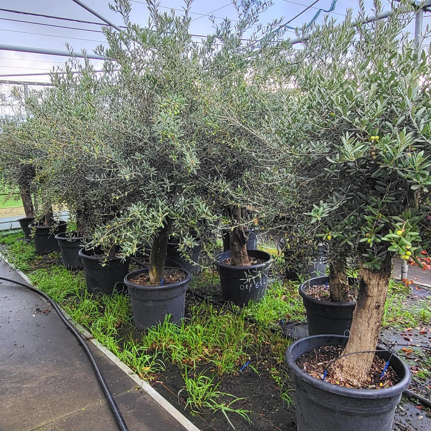 Olea europaea auf Stamm – Eleganter Olivenbaum im 35-Liter-Container (Olive auf Stamm)