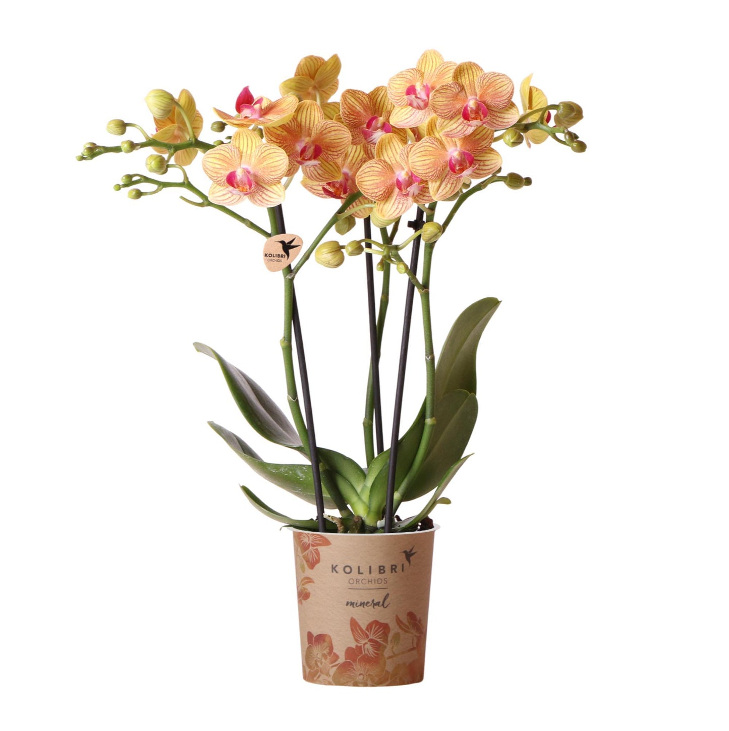 Orange Phalaenopsis Orchidee Topfgröße Ø9cm | blühende Zimmerpflanze - frisch vom Züchter