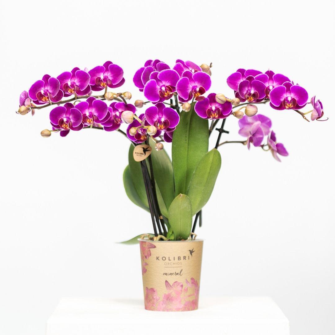 Lila Phalaenopsis Orchidee - Morelia - Topfgröße Ø9cm | blühende Zimmerpflanze - frisch vom Züchter