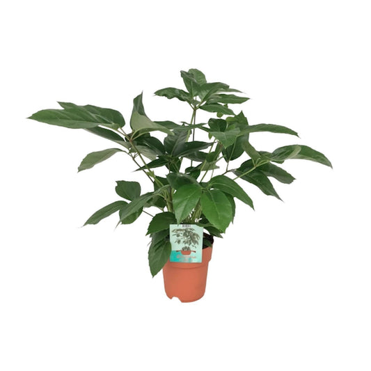 Schefflera Actinophylla Smaragdgrün - Ø19cm - ↕75cm