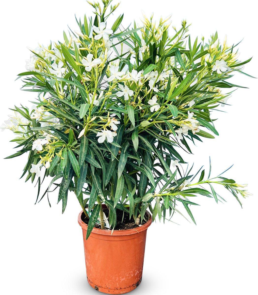 Nerium Oleander mit roten Blüten – Mediterrane Blütenpracht für Garten und Zuhause