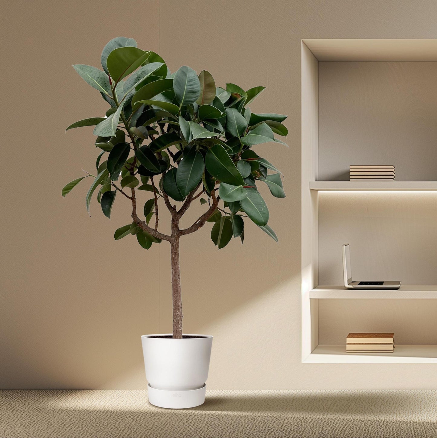 Ficus Elastica Robusta op stam - 180 cm - ø30