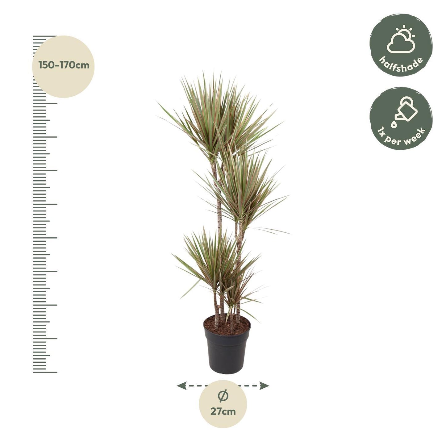 Dracaena Bicolor - 160 cm - ø27