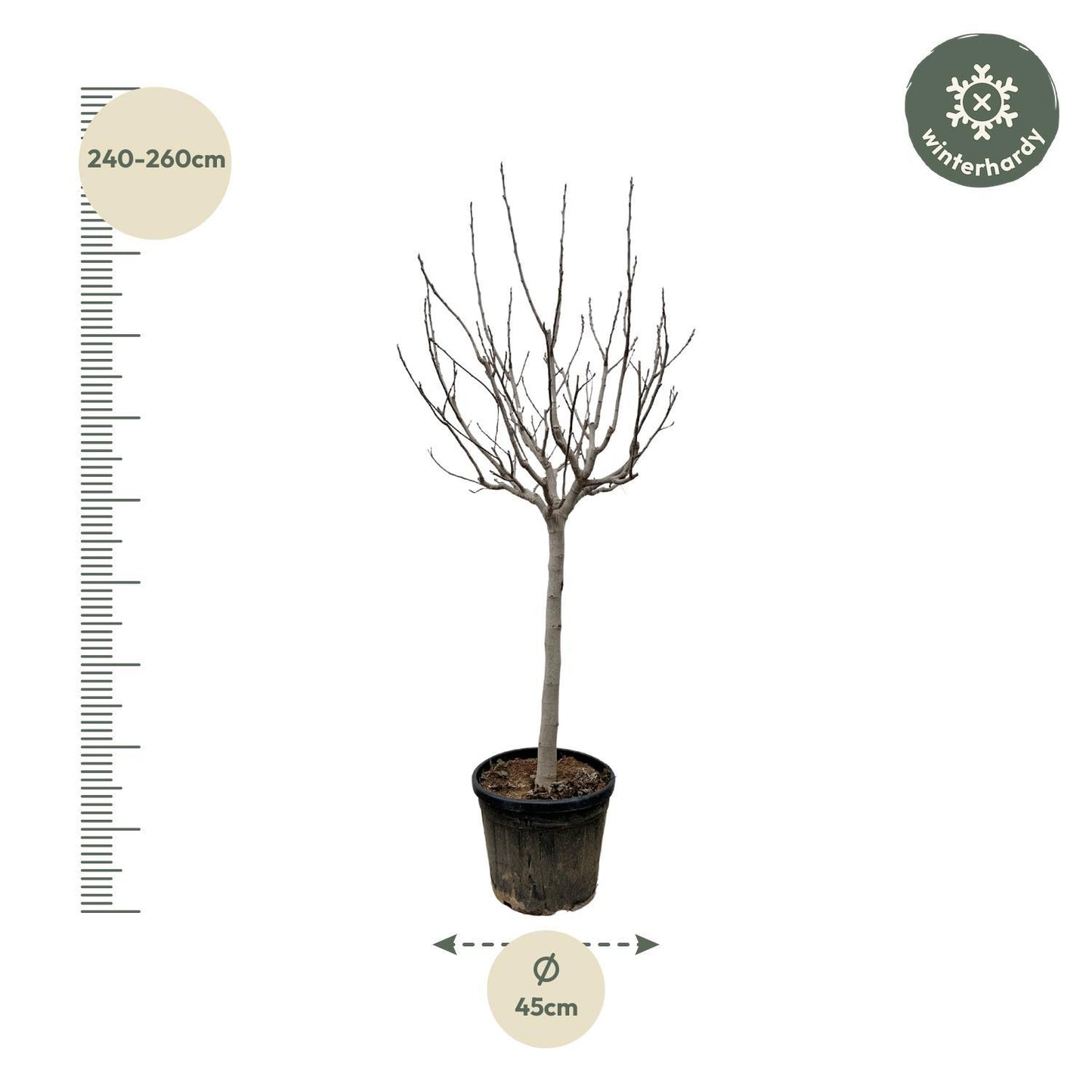 Ficus Carica am stamm - 250 cm - ø45cm