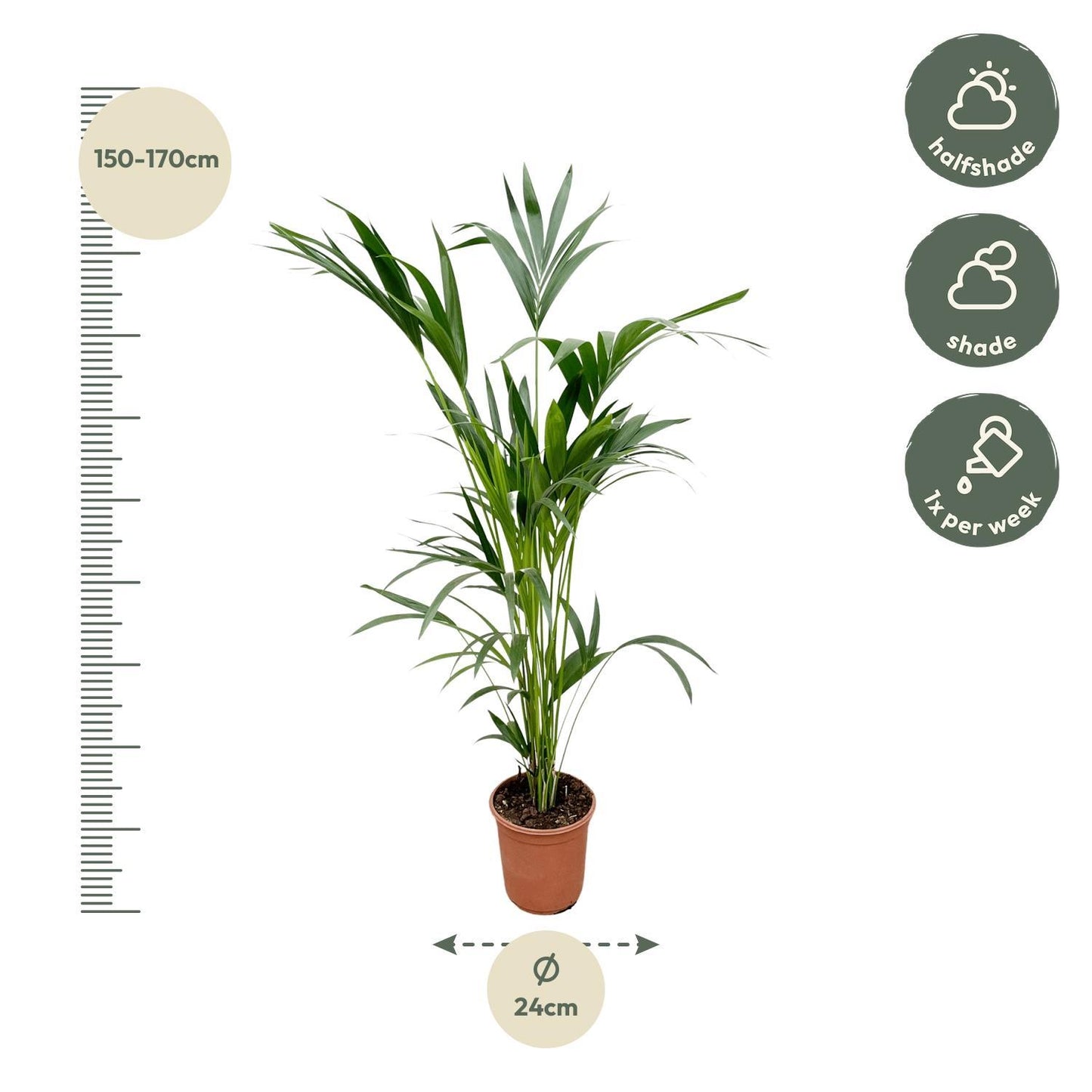 Kentia palm - 160cm - Ø24