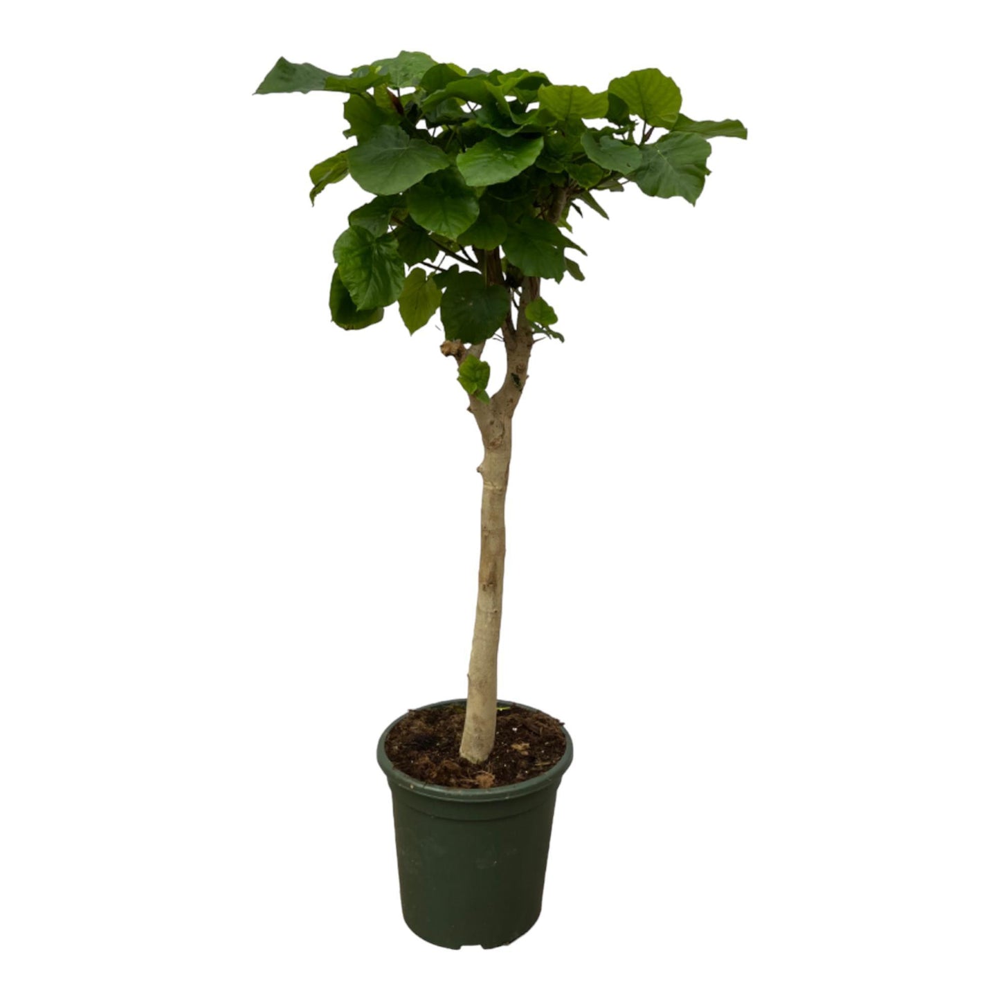 Ficus Umbellata stam - 130 cm - Ø33cm