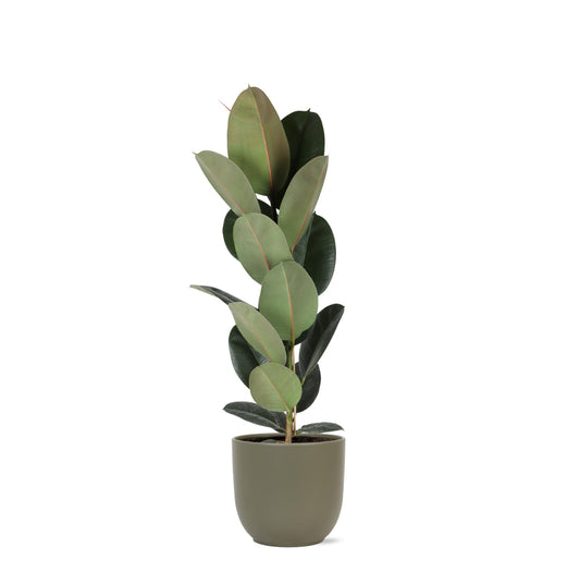 Ficus Elastica Robusta - Ø21cm - ↕90cm im Boule Olive Topf