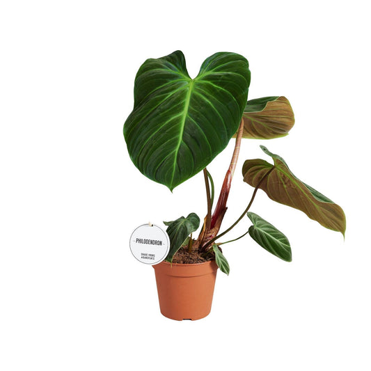 Philodendron El Choco Red – Exotischer Kletterphilodendron mit beeindruckendem Blattwerk (Ø 15 cm, Höhe 50 cm)