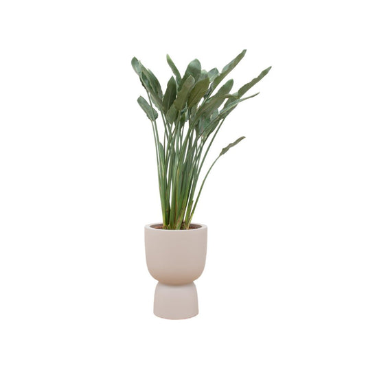 Combi deal - Strelitzia Reginae inclusief elho Pure Coupe beige Ø41 - 190 cm