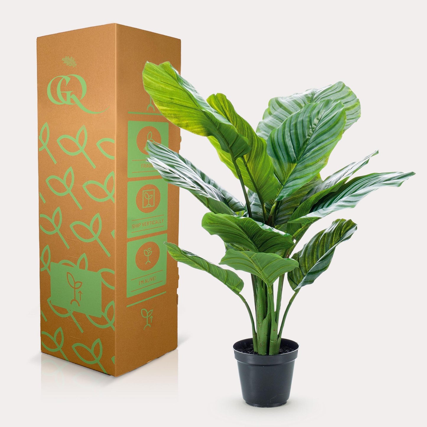 Kunstpflanze - Calathea Orbifolia - Schattigkeitspflanze - 60 cm