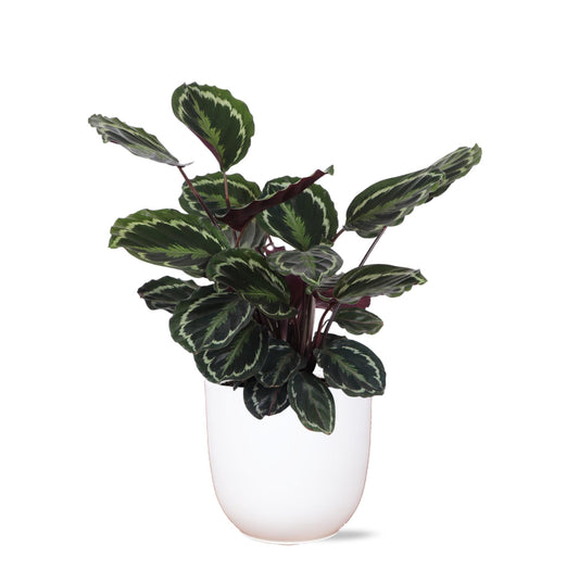 Calathea Medaillon Ø21cm - ↕70cm im Topf