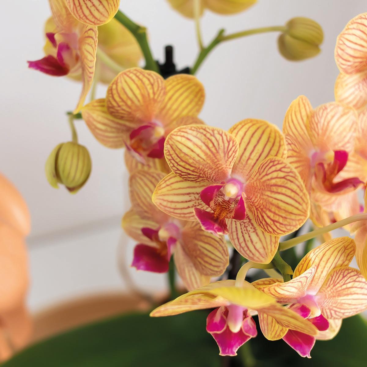 Kolibri Orchids | Geschenkset Optimismus kleiner Pfirsich | Grünpflanze mit orangefarbener Phalaenopsis-Orchidee in Candy-Ziertöpfen auf weißem Bio-Tablett