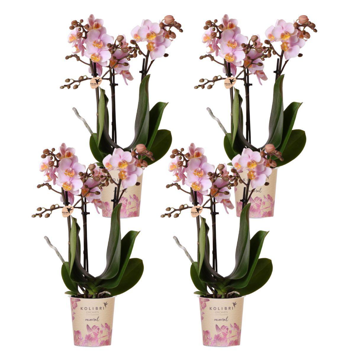 Kolibri Orchids | COMBI DEAL van 4 Roze phalaenopsis orchideeën - Andorra - potmaat Ø9cm | bloeiende kamerplant - vers van de kweker