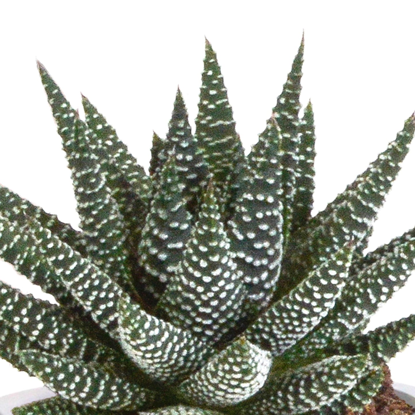 Gasteria/Haworthia-Mischung 8,5cm - 3x - im Terrakotta-Topf