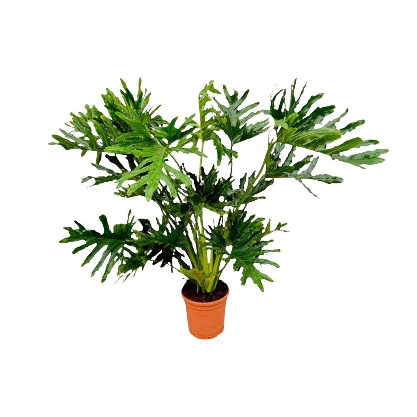 Philodendron Selloum - 150 cm - Ø30