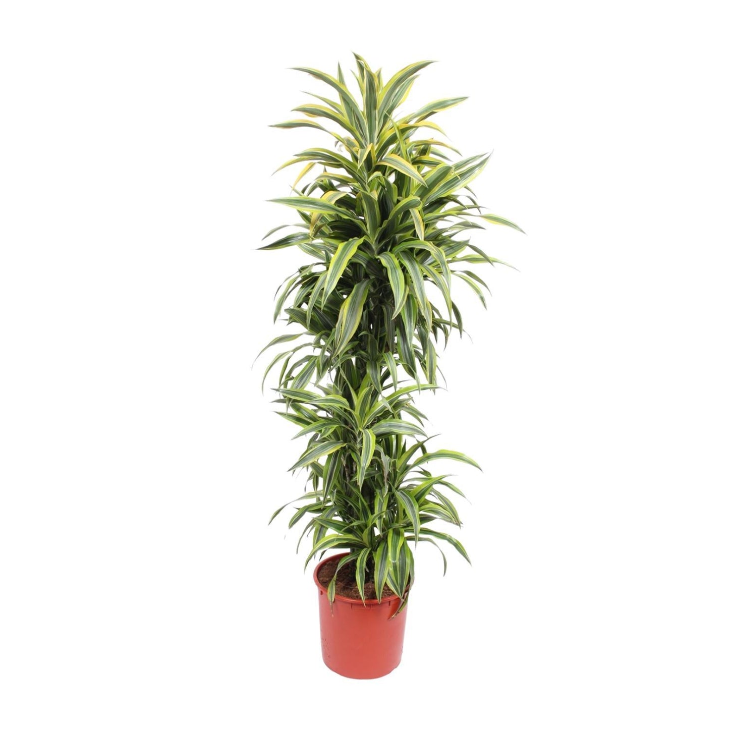 Dracaena Lemon Lime - 170 cm - ø34