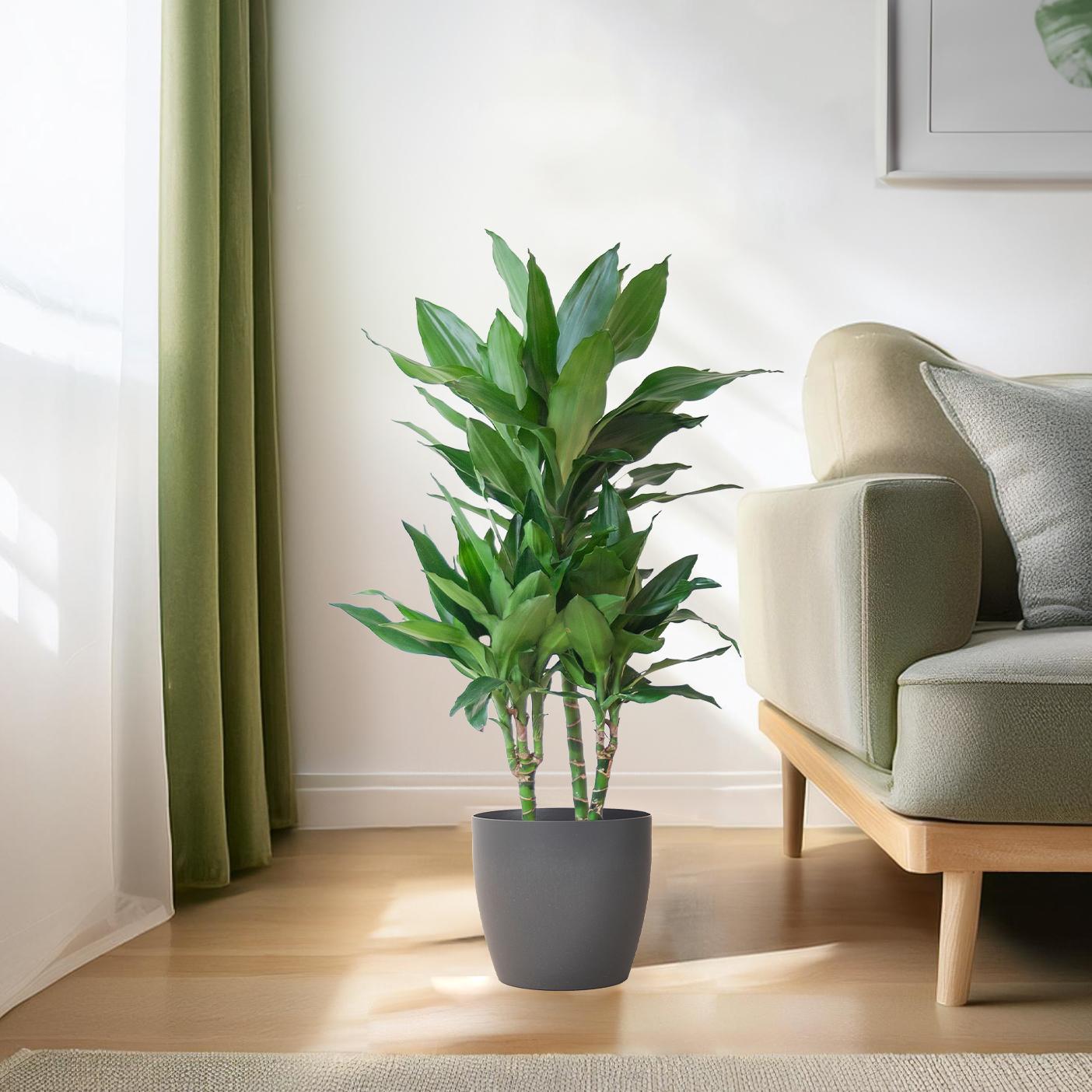 Dracaena  Janet Lindt mit Viber grau - 95cm - Ø21