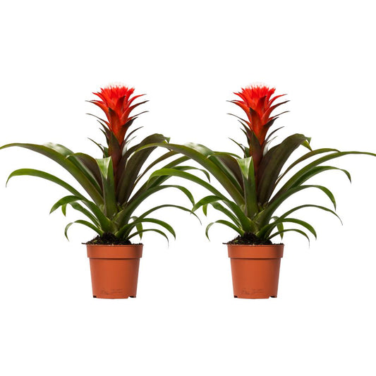 Guzmania Hope - 2 Stücke - Ø12cm - ↕40cm