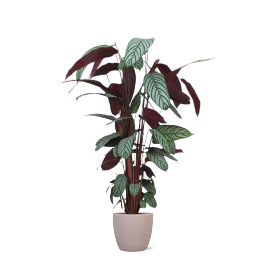 Calathea Oppenheimiana | Große Zimmerpflanze 130cm | Ø27cm Topf