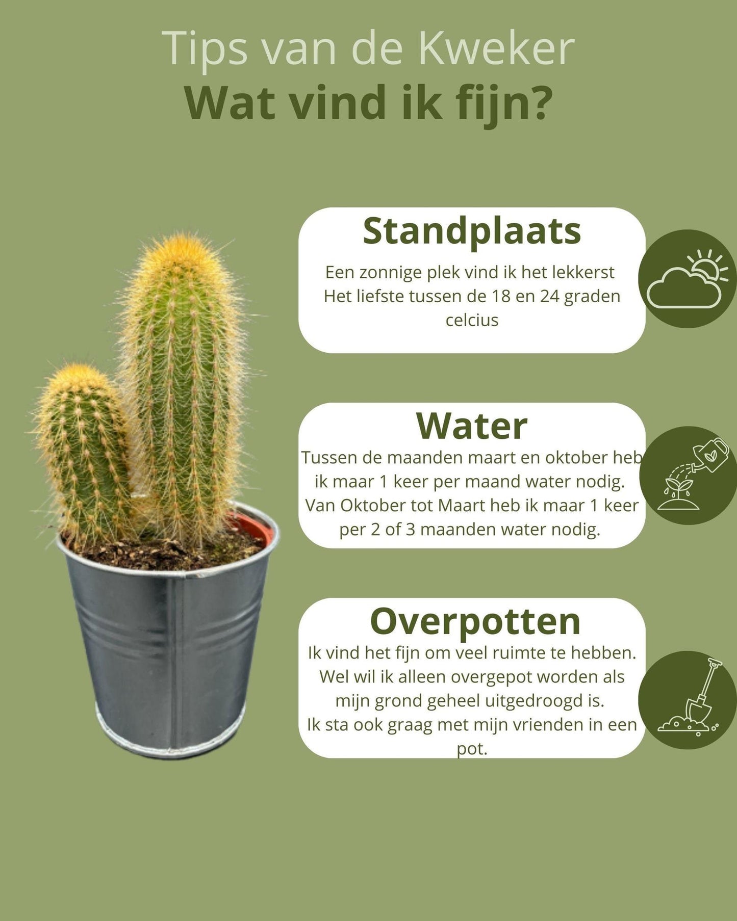 Cactus Mix - 6.5cmØ - 8-15cm hoog- (6 Stuks) - Zinc - Ø7.5 cm