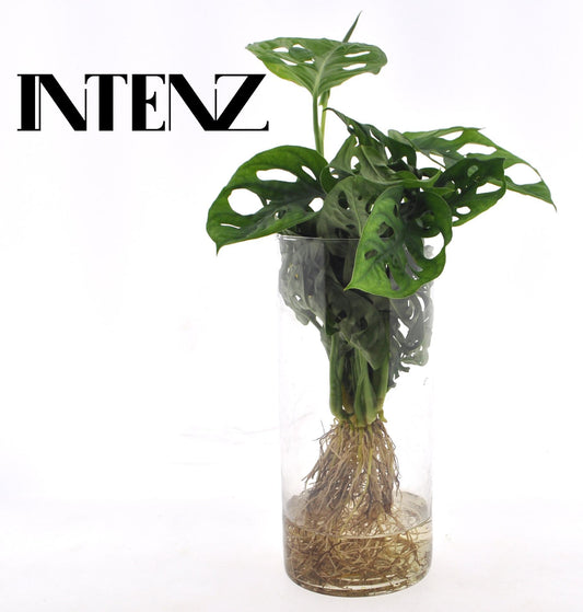 Monstera  in Cylinder glas - Ø12cm - ↕25cm