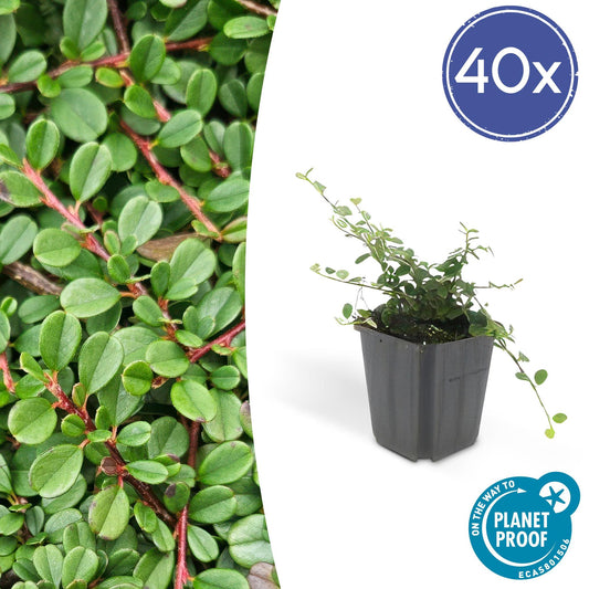 Cotoneaster pr. 'Streib's Findling' - ↕25cm - Ø9cm  - 40x