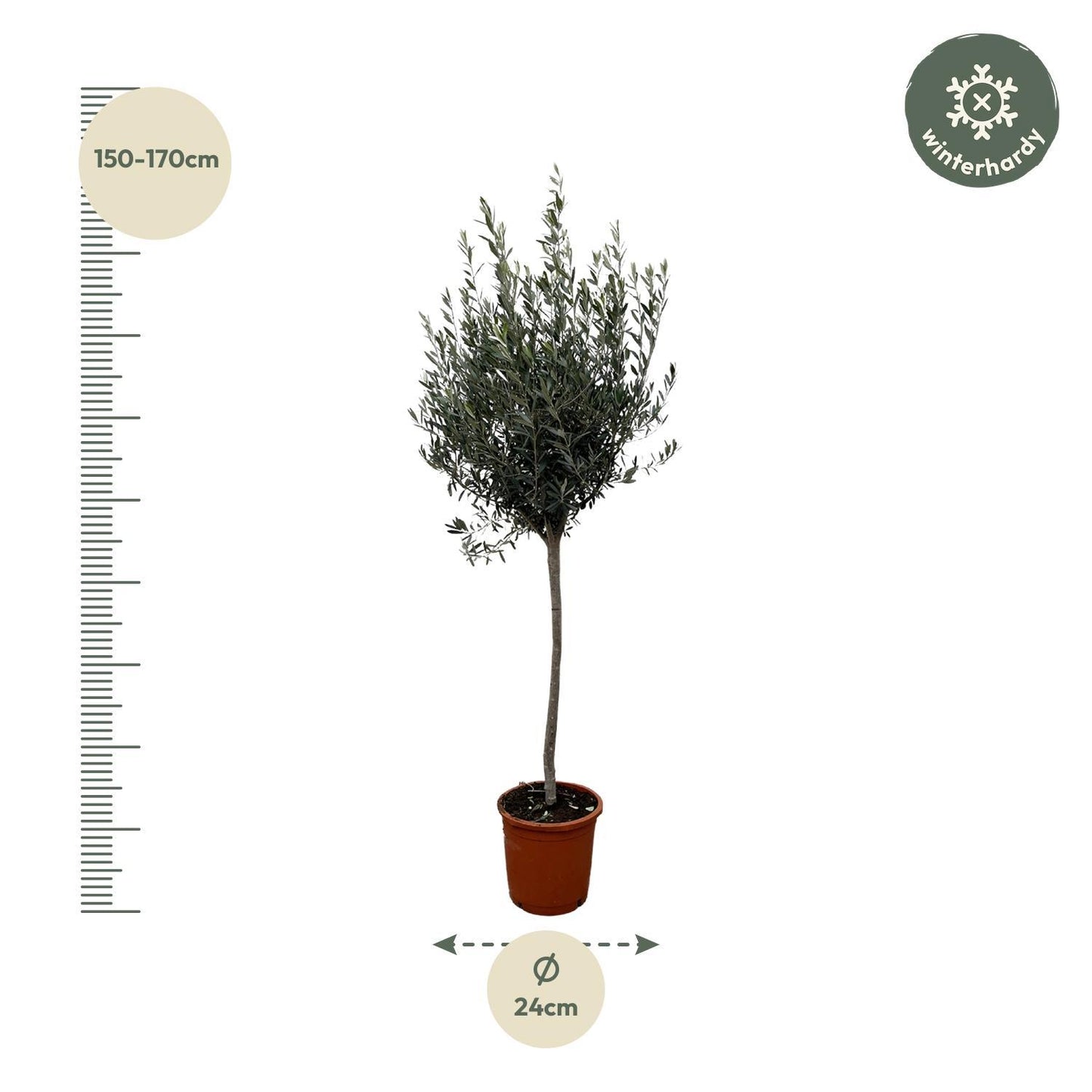 Olea europaea am Stiel – Olivenbaum im eleganten Stieltopf (45 Liter)