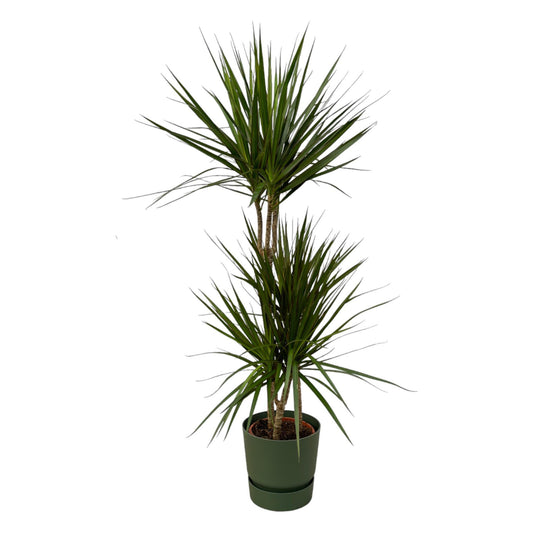 Dracaena Marginata - ↨120cm - Ø21cm inklusive elho Greenville Round Topf in Grün D24xH23