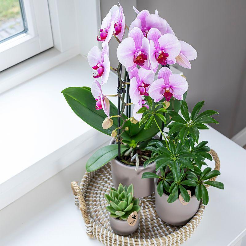 Kolibri Orchids | rosa Phalaenopsis Orchidee - Niagara Fall - Topfgröße Ø9cm | blühende Zimmerpflanze - frisch vom Züchter