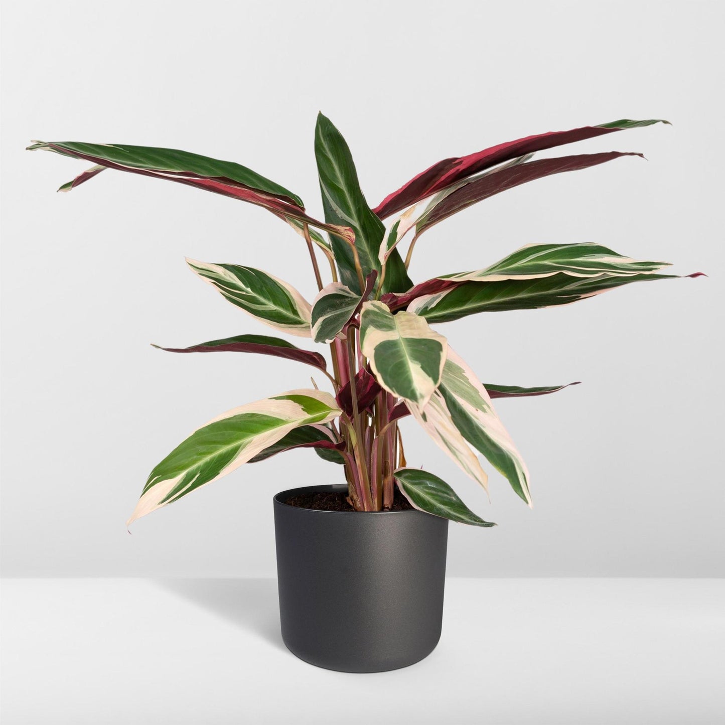 Calathea Triostar - 70cm - Ø19