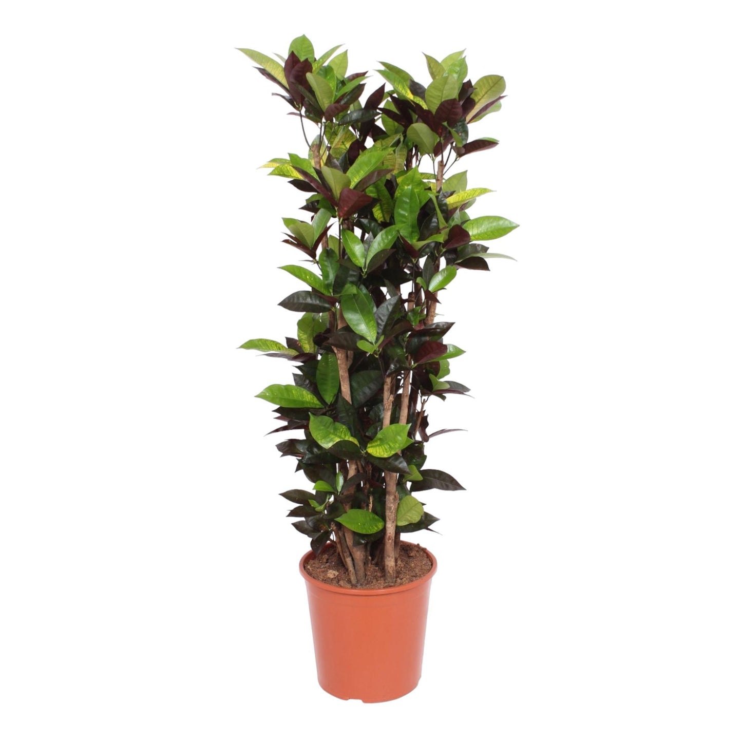 Codiaeum Iceton (Croton Iceton) - 140 cm - Ø30 cm | Majestätische Zimmerpflanze mit Farbenpracht