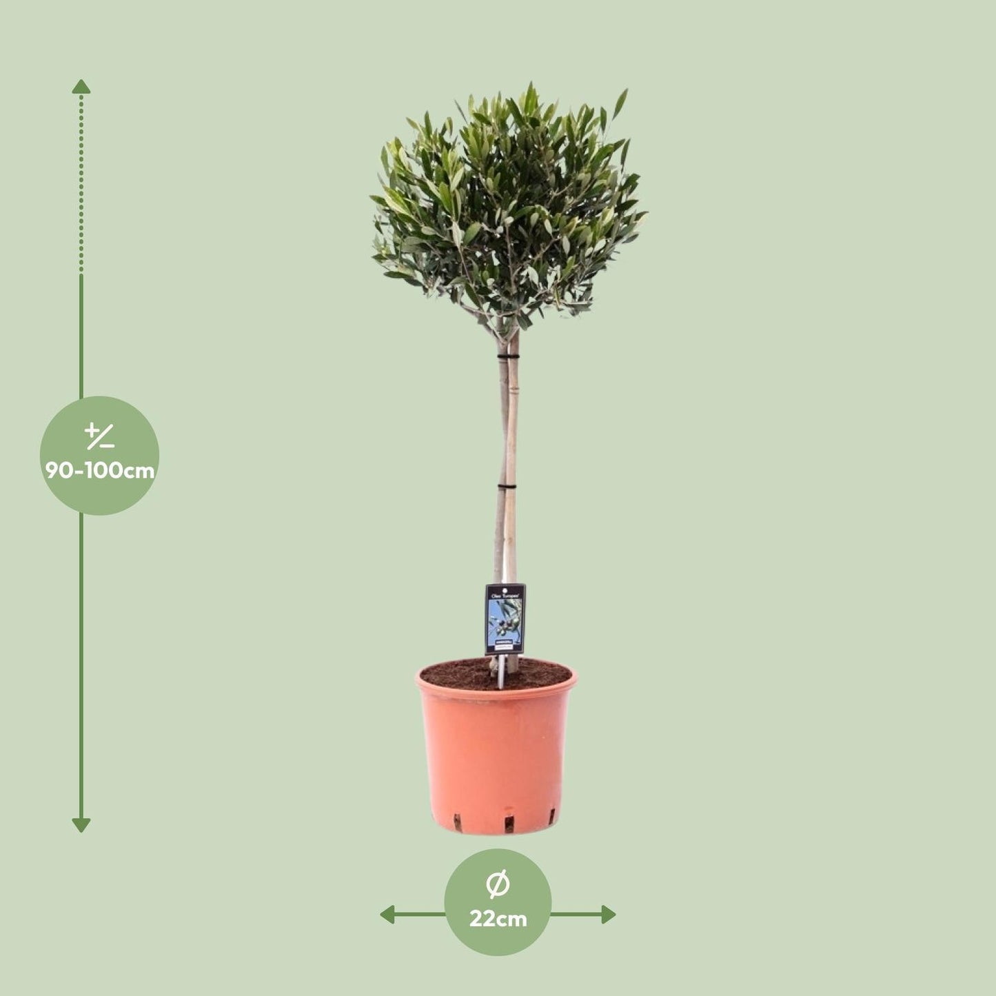 Olea Olijf – Elegante Olive für mediterranes Flair (Ø 22 cm, Höhe 100 cm)