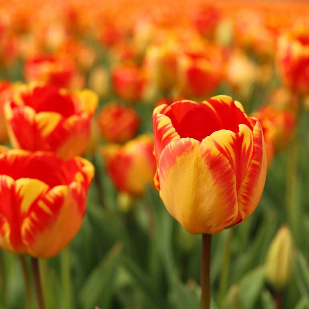 Flowerbulbs Amsterdam Banja Luka - 15 Premium Blumenzwiebeln, Größe 12+