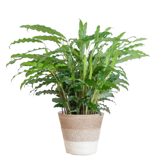 Calathea Rufibarba mit Korb Lissabon weiß - 55cm - Ø17