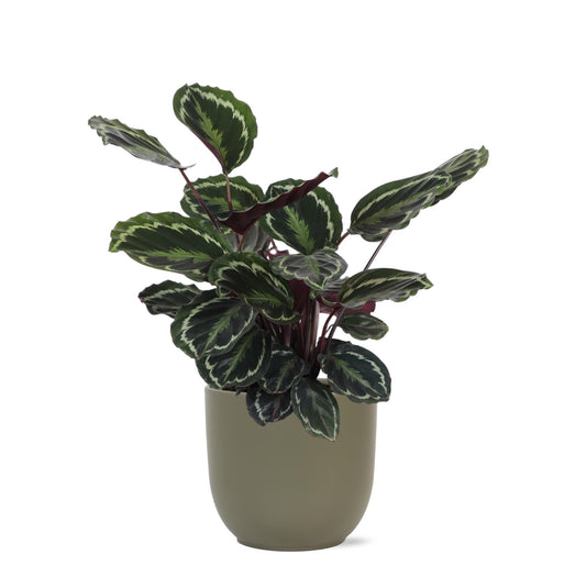 Calathea Medaillon Ø21cm - ↕70cm im Topf