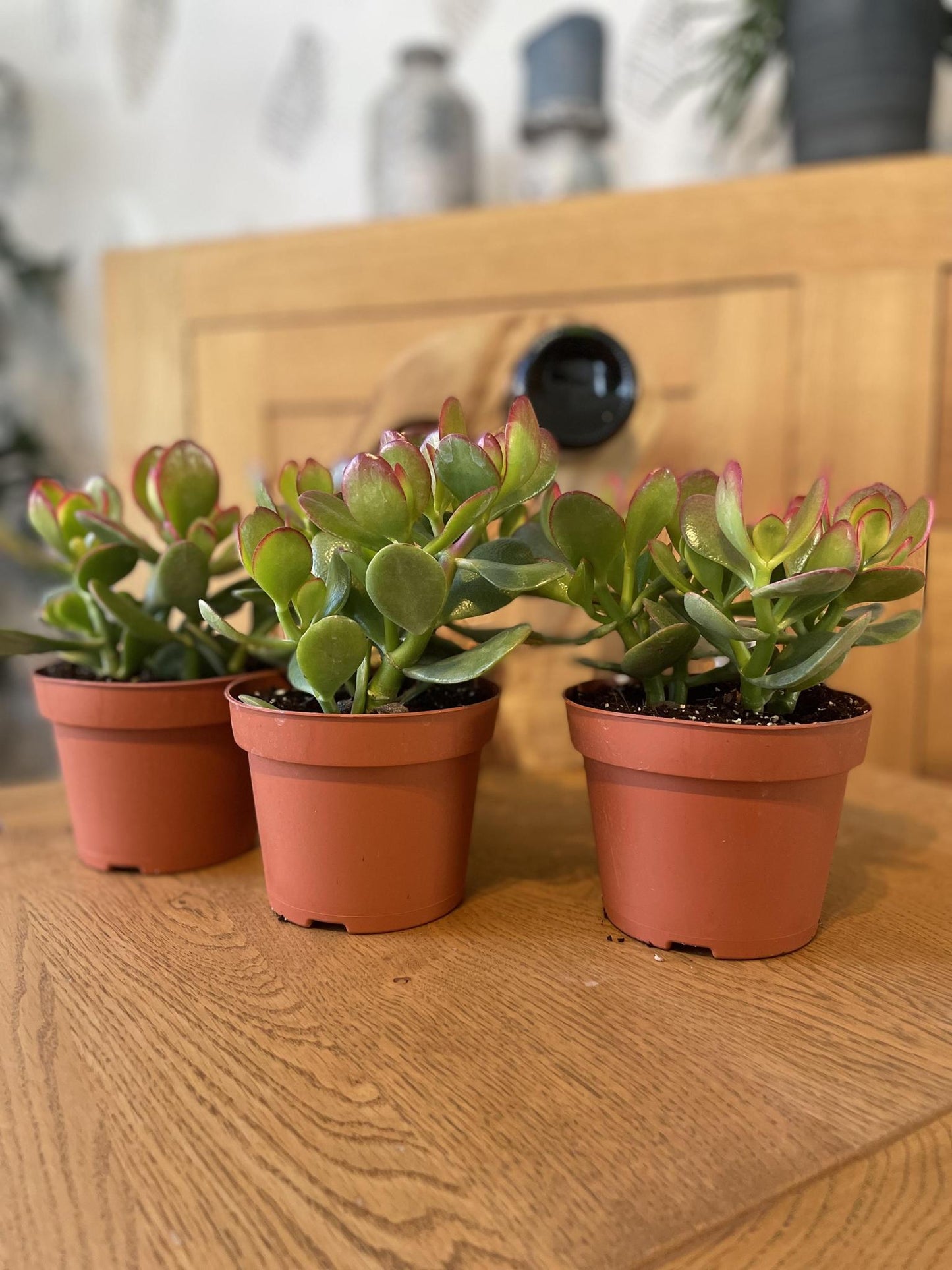 Sukkulenten - Crassula Ovata - 12cmØ- 15-20cm Hoch- (3 Stück)