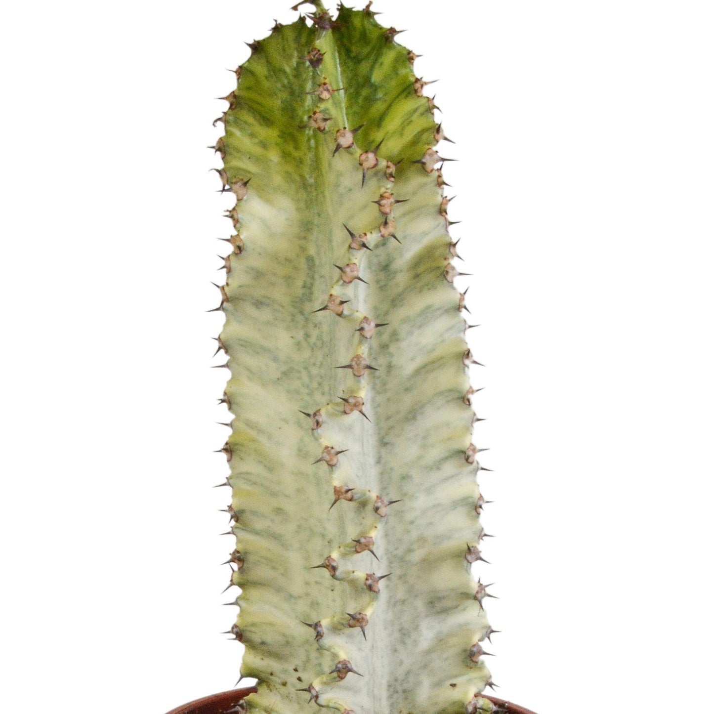 Euphorbia marmorata Wolfsmilch  17 cm