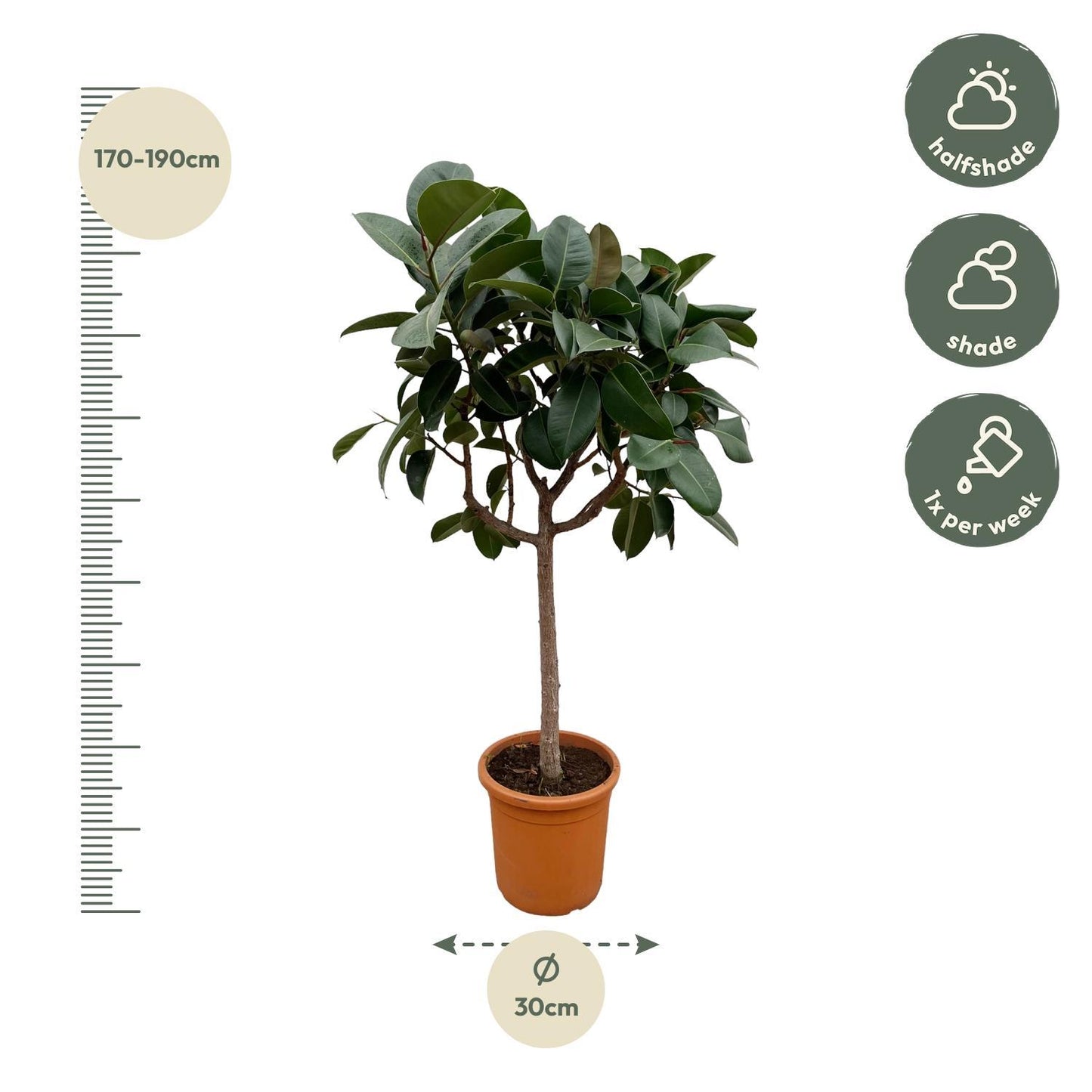 Ficus Elastica Robusta op stam - 180 cm - ø30