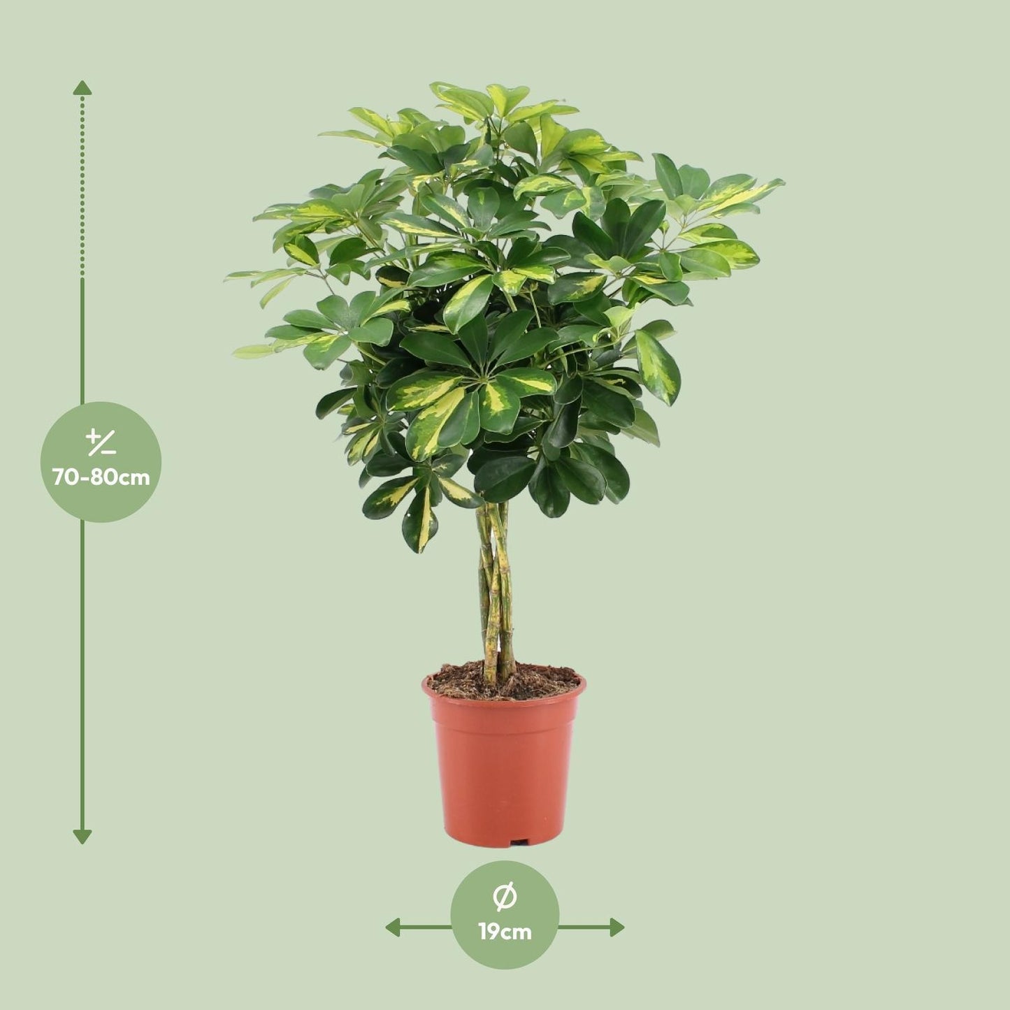 Schefflera Arboricola Gold Capella - Ø19cm - ↕75cm