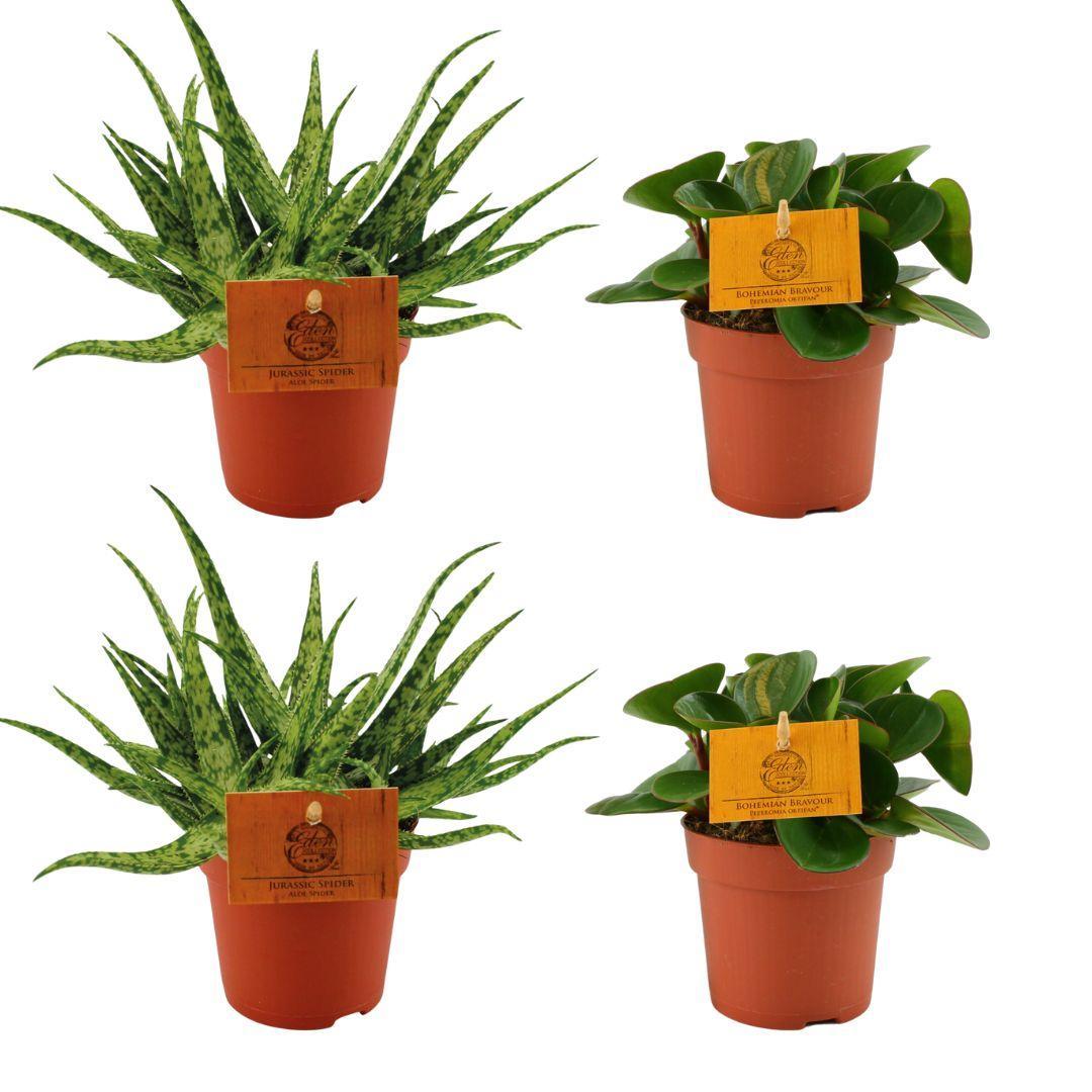 Zimmerpflanzen-Set 'Grüne Vielfalt' | 2x Aloe Spider + 2x Peperomia Obtipan Green | 4 Pflanzen, Ø10.5cm, 10cm Höhe