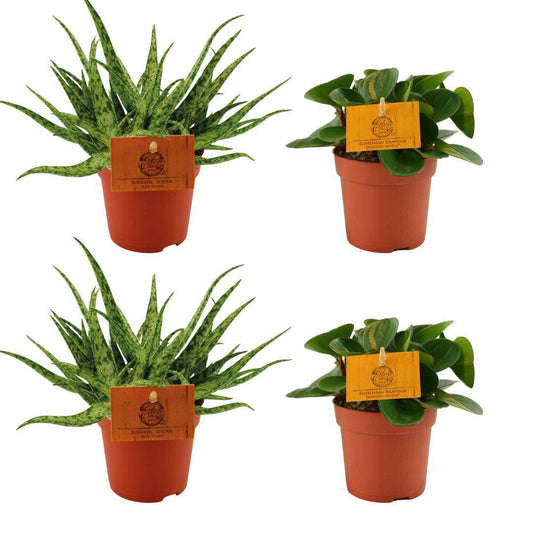 Zimmerpflanzen-Set 'Grüne Vielfalt' | 2x Aloe Spider + 2x Peperomia Obtipan Green | 4 Pflanzen, Ø10.5cm, 10cm Höhe