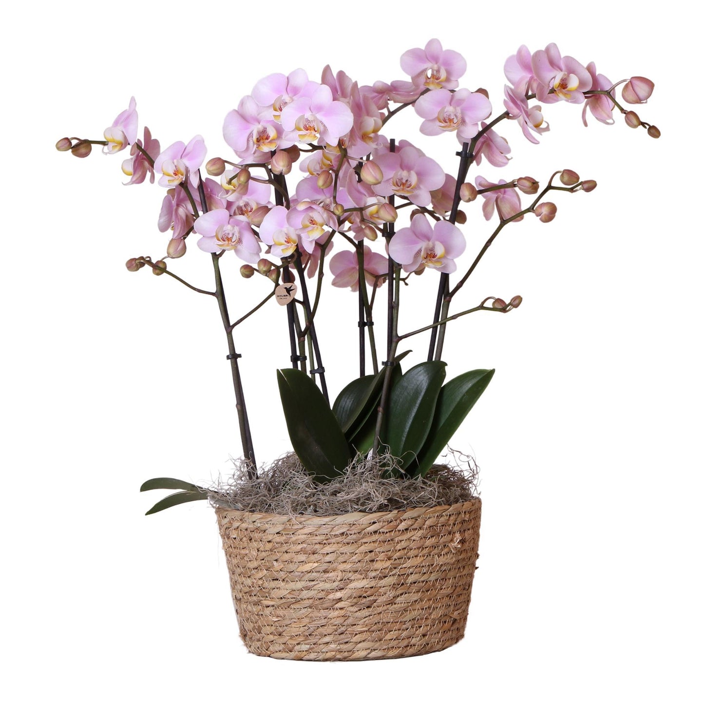 Kolibri Orchids | Komplettes Orchideen-Set im Schilfkorb | drei Kikkion-Orchideen im Schilfkorb inkl. Bewässerungssystem - Ø30cm